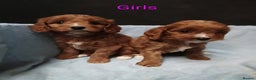 Cavapoo dogs for sale: Cute Cavapoo Puppies. DAD PRA tested! - Advert 10