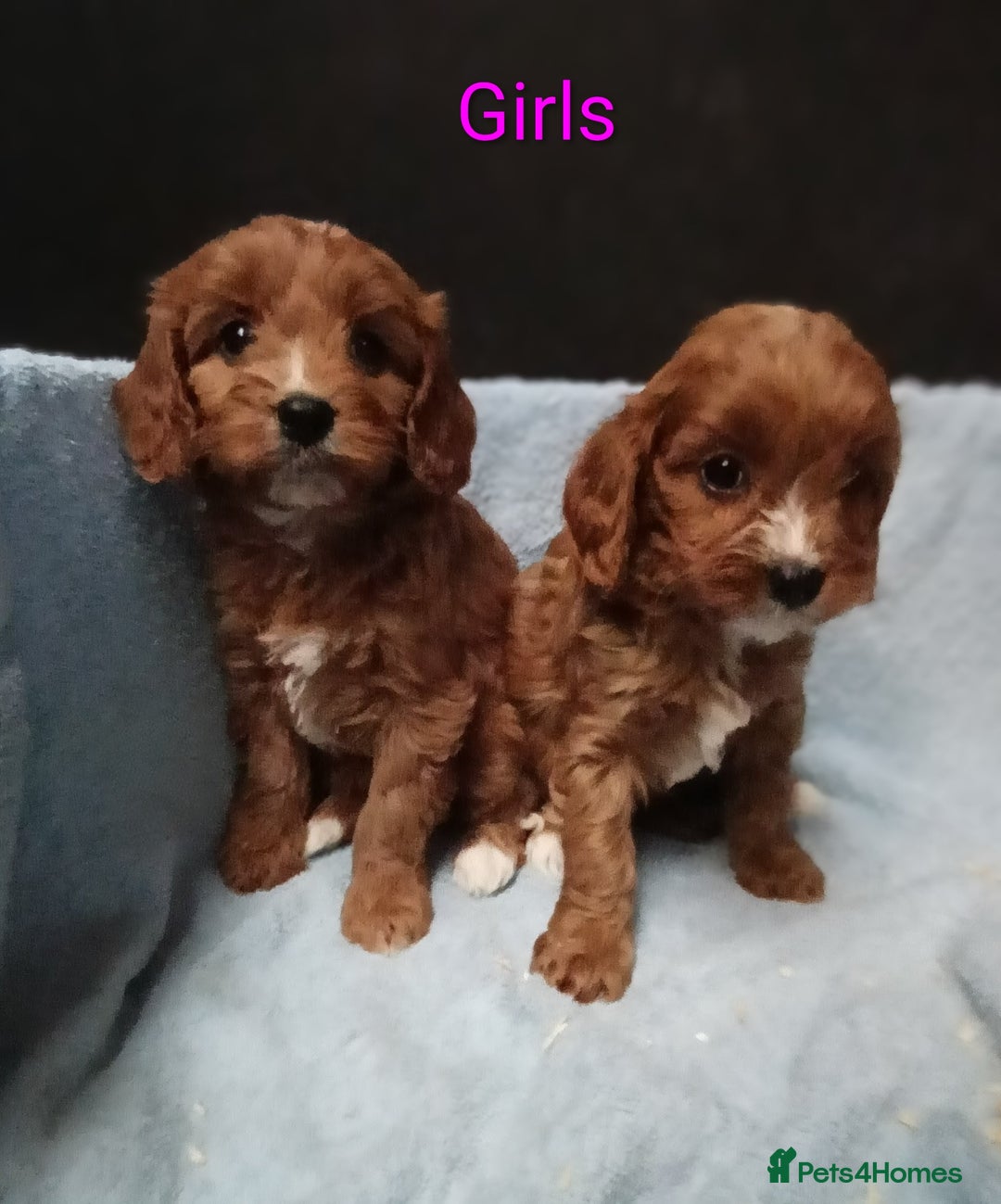 Cavapoo dogs for sale: Cute Cavapoo Puppies. DAD PRA tested! - Advert 10