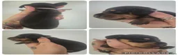 Miniature Dachshund dogs for sale: PRA CLEAR MINIATURE DACHSHUND GIRLS - Advert 5