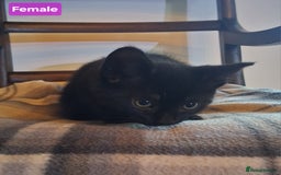 Mixed Breed cats for sale: Gorgeous Chunky Kittens  - Image 11