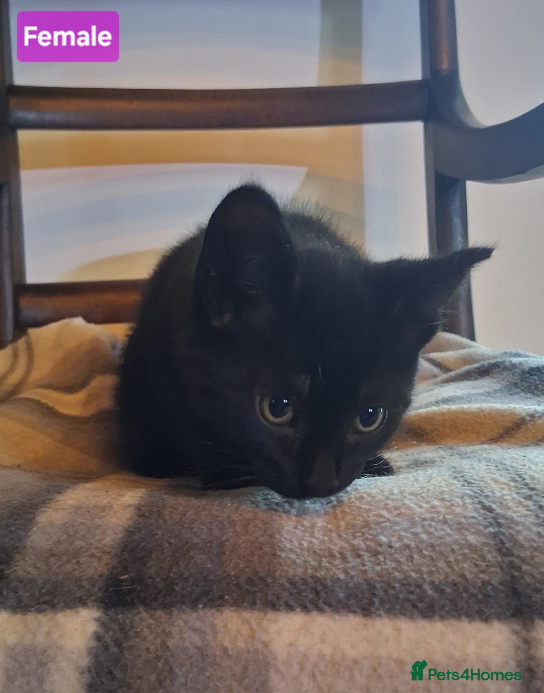 Mixed Breed cats for sale: Gorgeous Chunky Kittens  - Image 11