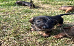 Miniature Dachshund dogs for sale: Miniature Wire Haired Dachshund Puppies - Image 4