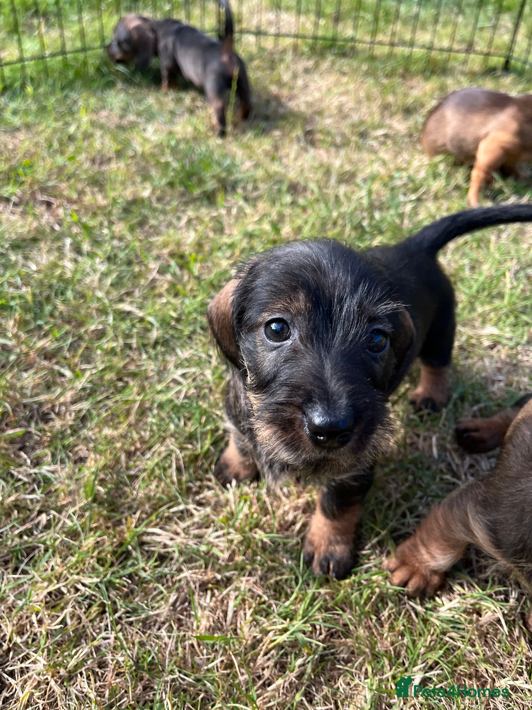 Miniature Dachshund dogs for sale: Miniature Wire Haired Dachshund Puppies - Image 4