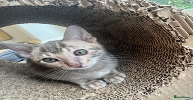 Bengal cats - Advert 14