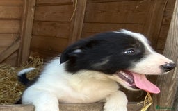 Border Collie dogs for sale: Pure border collies ready now  - Image 11