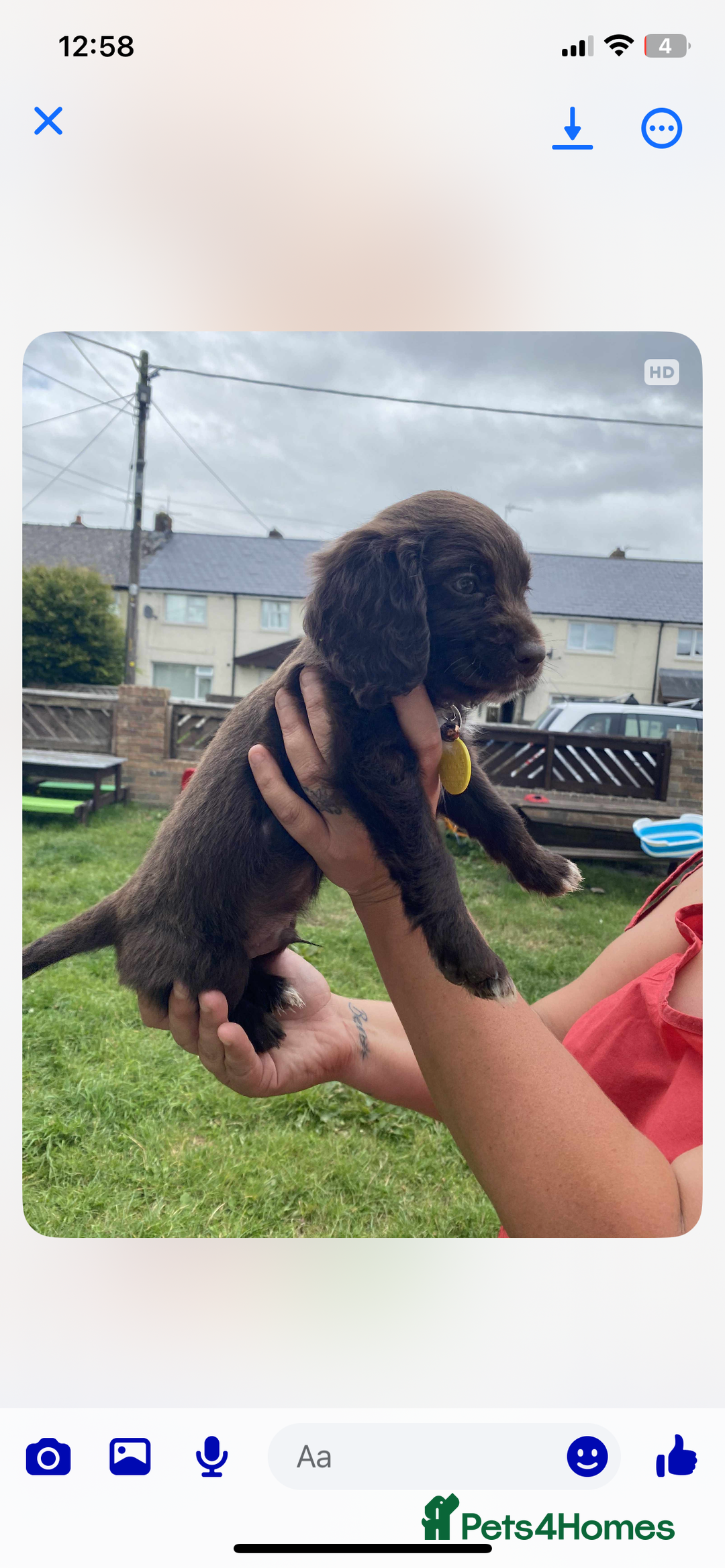 Cocker Spaniel dogs for sale: Cocker spaniel pups 3 male  - Image 7