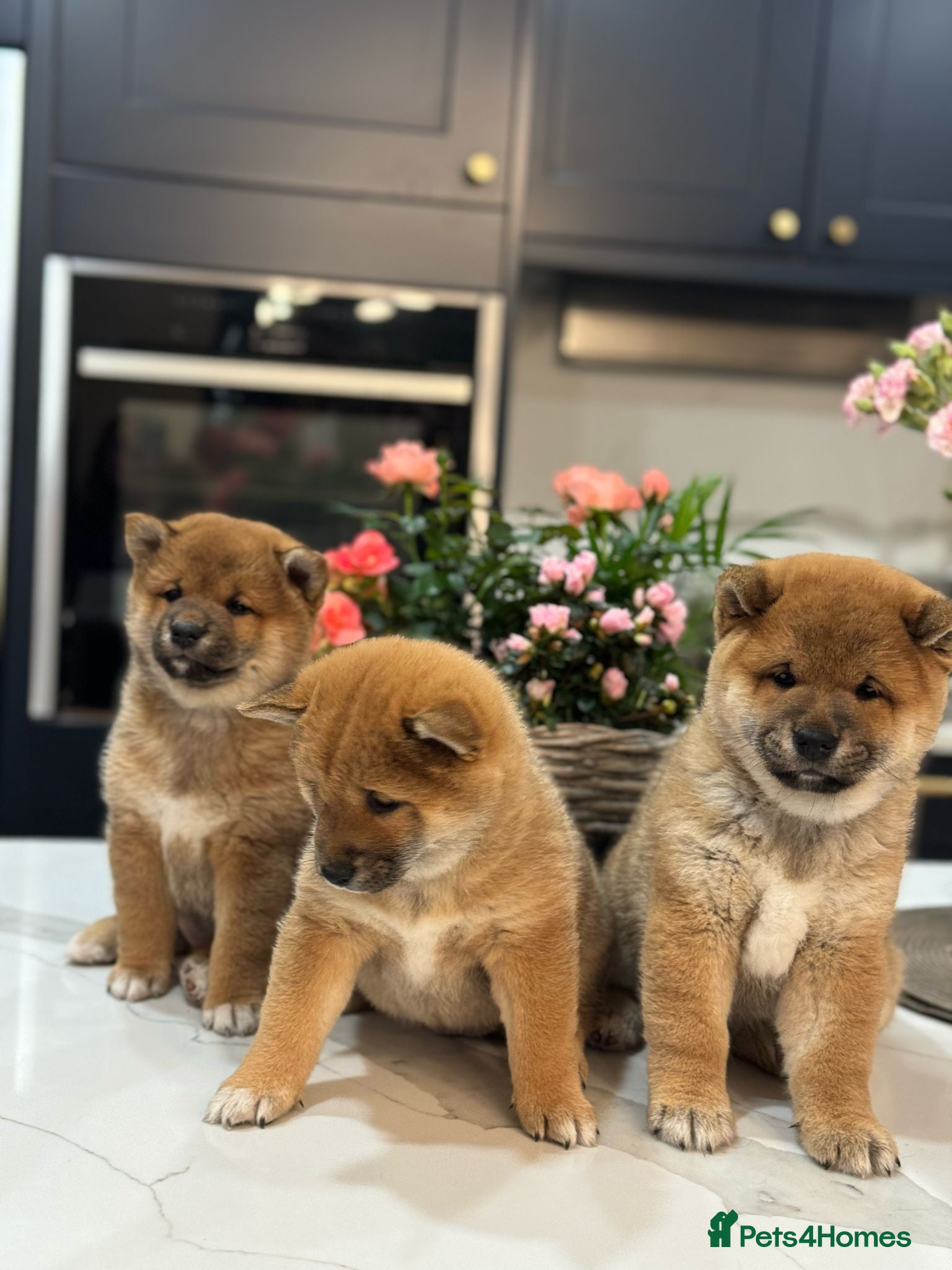 Japanese Shiba Inu dogs Shiba Inu Puppies for Sale in London - Advert 2