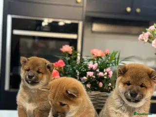 Japanese Shiba Inu dogs Shiba Inu Puppies for Sale in London - Advert 2