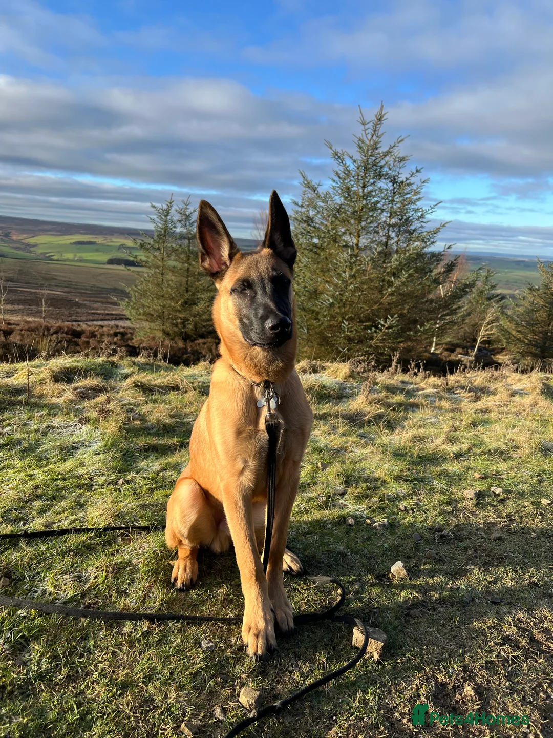 Belgian Shepherd Dog dogs for sale: Absolutely stunning 6 month old Belgium malinois - Advert 6