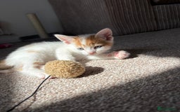 Domestic Shorthair cats for sale: 5 kittens available  - Image 2