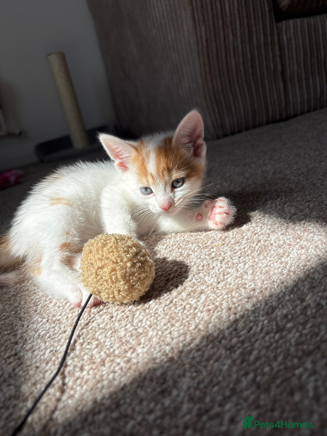 Domestic Shorthair cats for sale: 5 kittens available  - Image 2