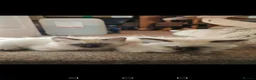 Ragdoll cats for sale: 3 beautiful Ragdoll boys ready forr new homes - Advert 10