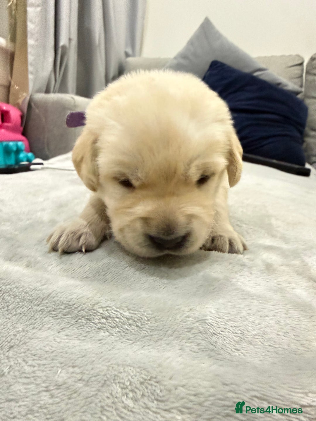 Golden Retriever dogs for sale: 6 golden retriever puppies for sale - Advert 12