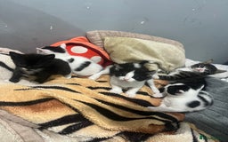 Mixed Breed cats for sale: 5 beautiful kittens ready to go - Image 3