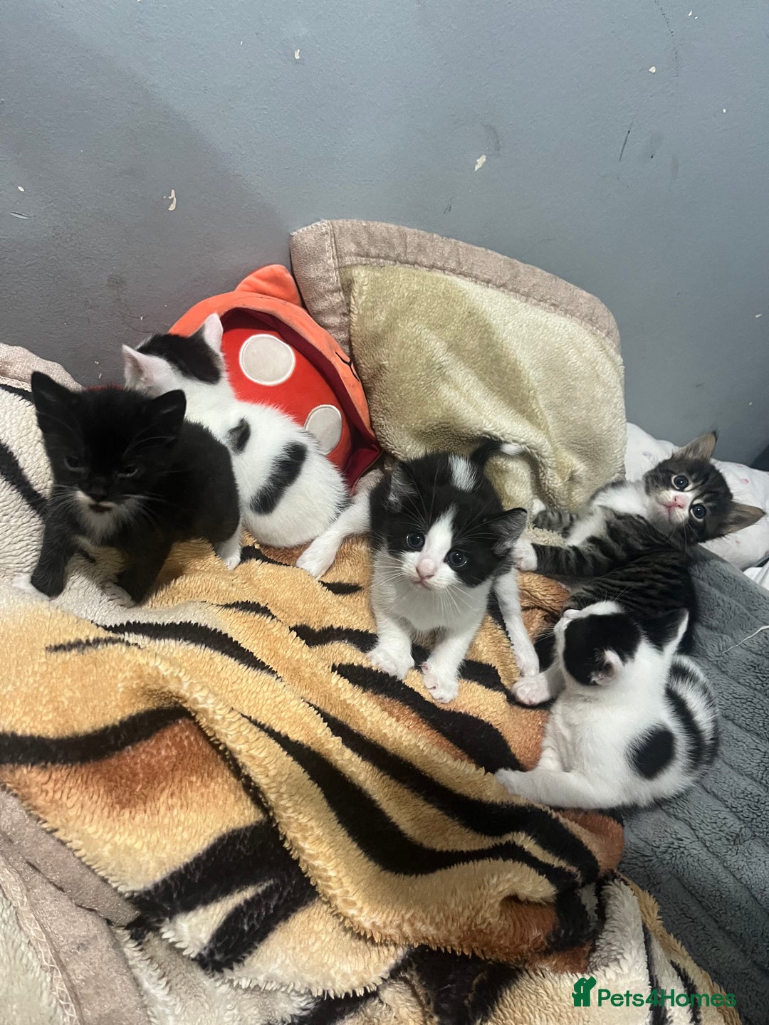 Mixed Breed cats for sale: 5 beautiful kittens ready to go - Image 3