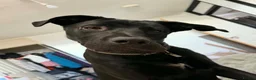 Cane Corso dogs for sale: Cane corso  in Swansea - Advert 4