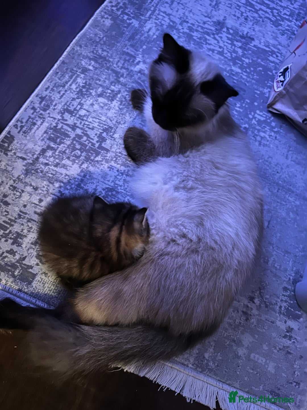Mixed Breed cats for sale: Ragdoll Cross Kittens, 2 boys 1 girl - Advert 18