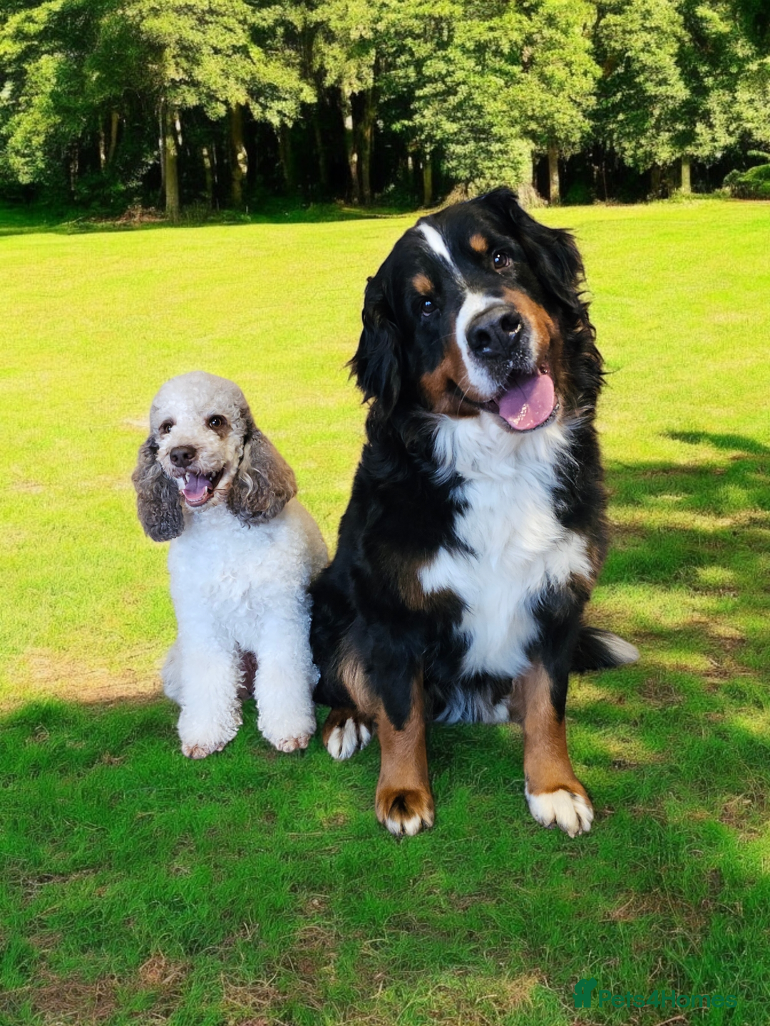 Goldendoodle dogs for stud: FULLY HEALTH TESTED! MOYEN POODLE STUD! in Kettering - Image 26