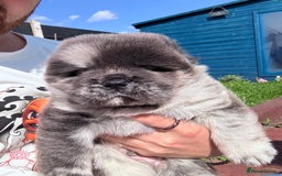 Chow Chow dogs for sale: Last 2 Beautiful chow chow puppies - Image 17