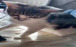 Mixed Breed cats for sale: One beautiful boy - Image 2