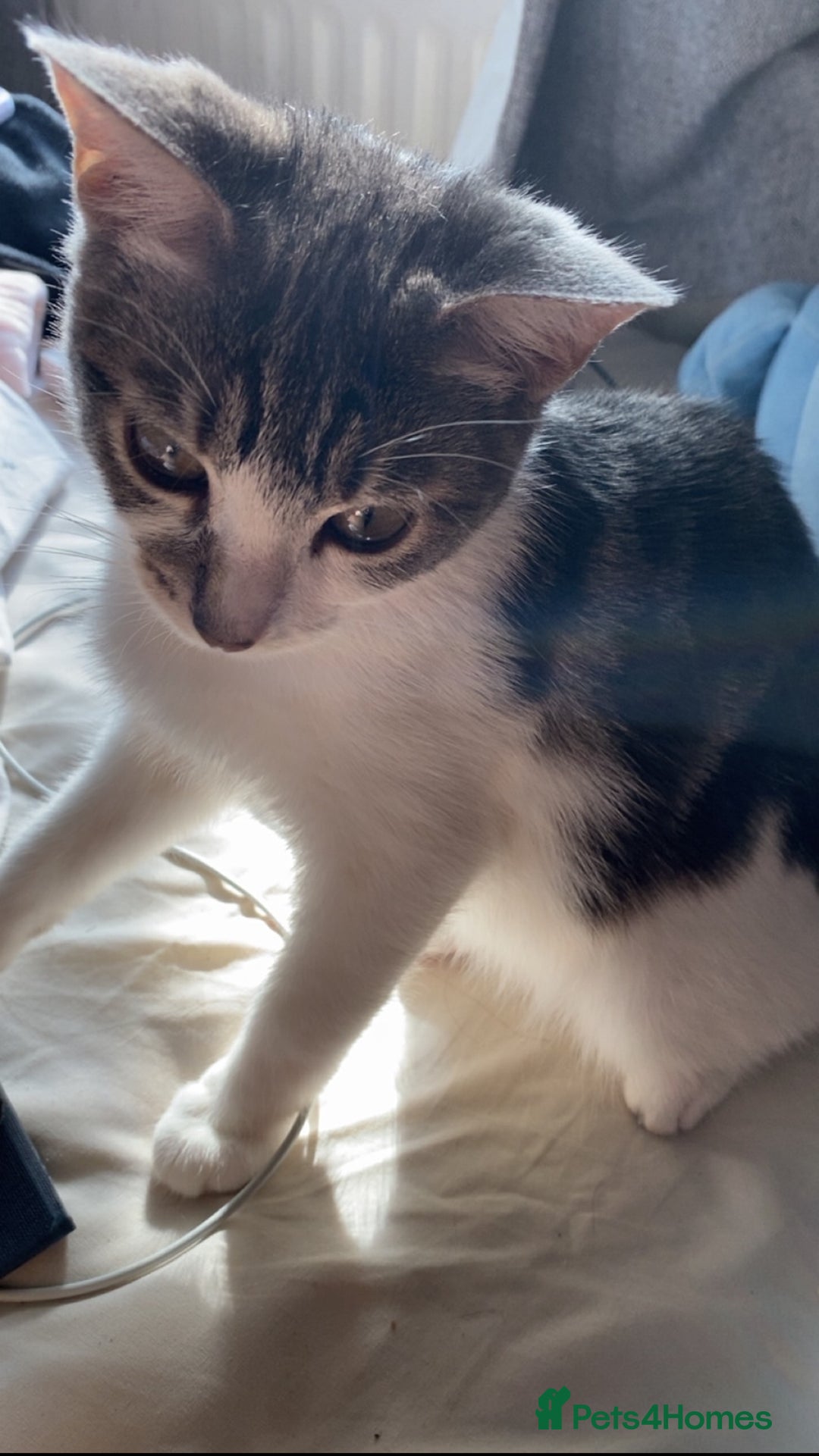 Mixed Breed cats for sale: One beautiful boy - Image 2