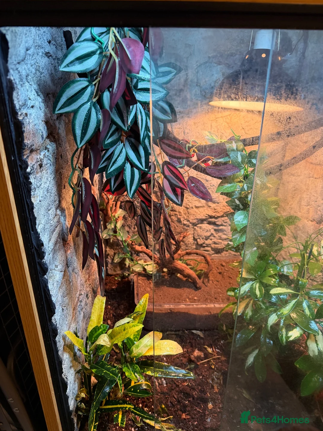 Chameleon reptiles for sale: Vailed chameleon for sale!  in Beaminster - Advert 4
