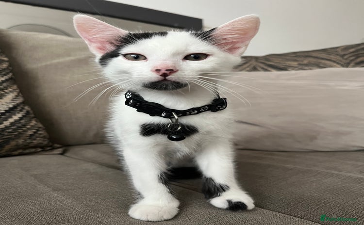 Mixed Breed cats - Advert 16