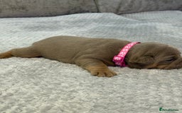 English Bulldog dogs for sale: English Bulldog puppies for sale KC registered  - Image 20