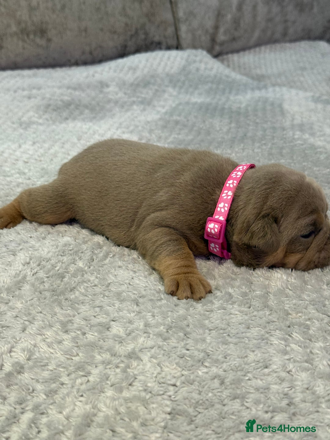 English Bulldog dogs for sale: English Bulldog puppies for sale KC registered  - Image 20