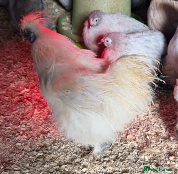 Chickens poultry Miniature white silkie cockerel  - Advert 1