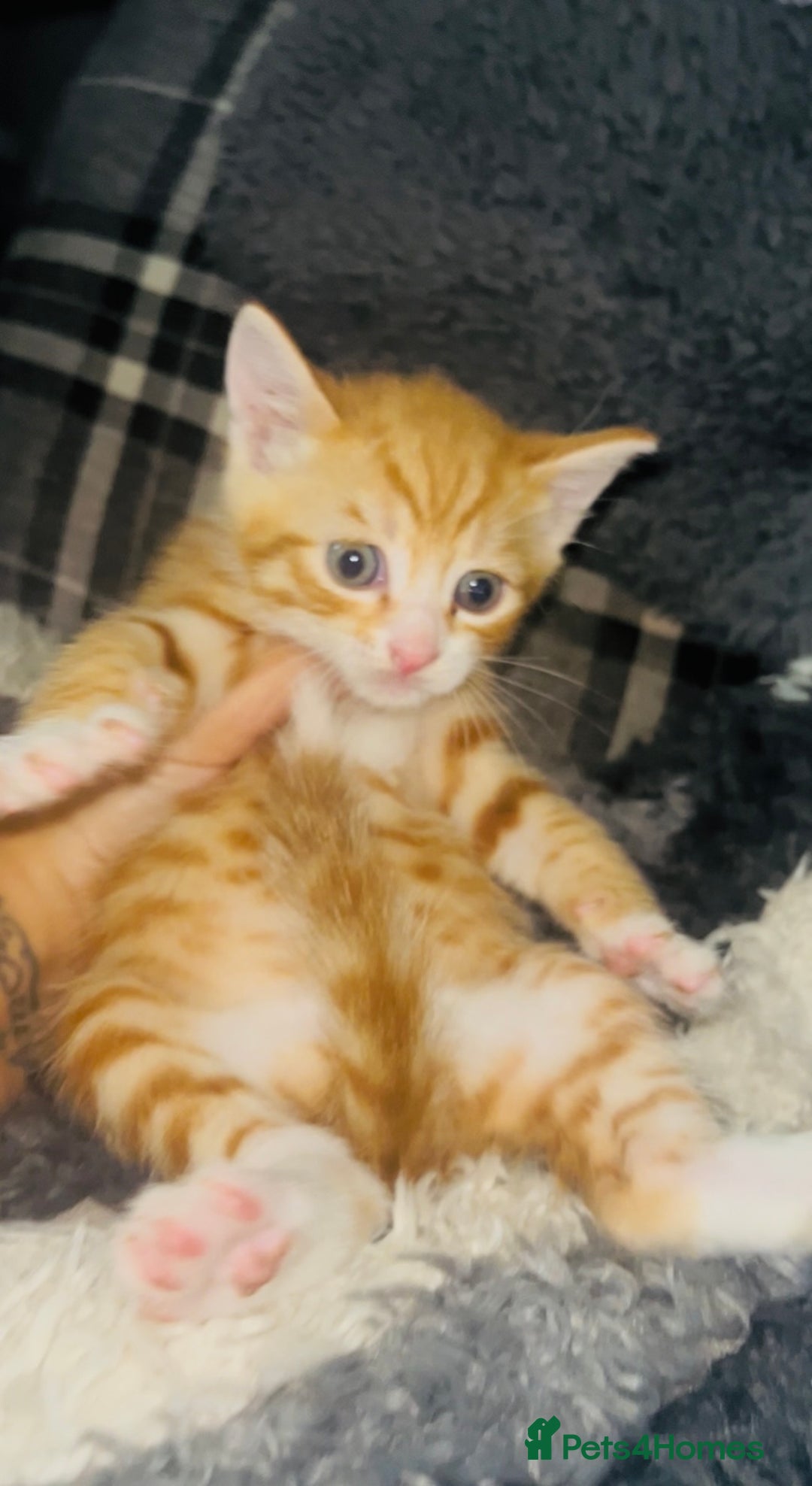 Mixed Breed cats for sale: Adorable Kittens with Stunning Markings - Image 4