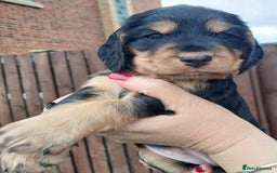 Cocker Spaniel dogs for sale: 3Beautiful show type cocker spaniels 💕♥️ 💙💕 - Image 15