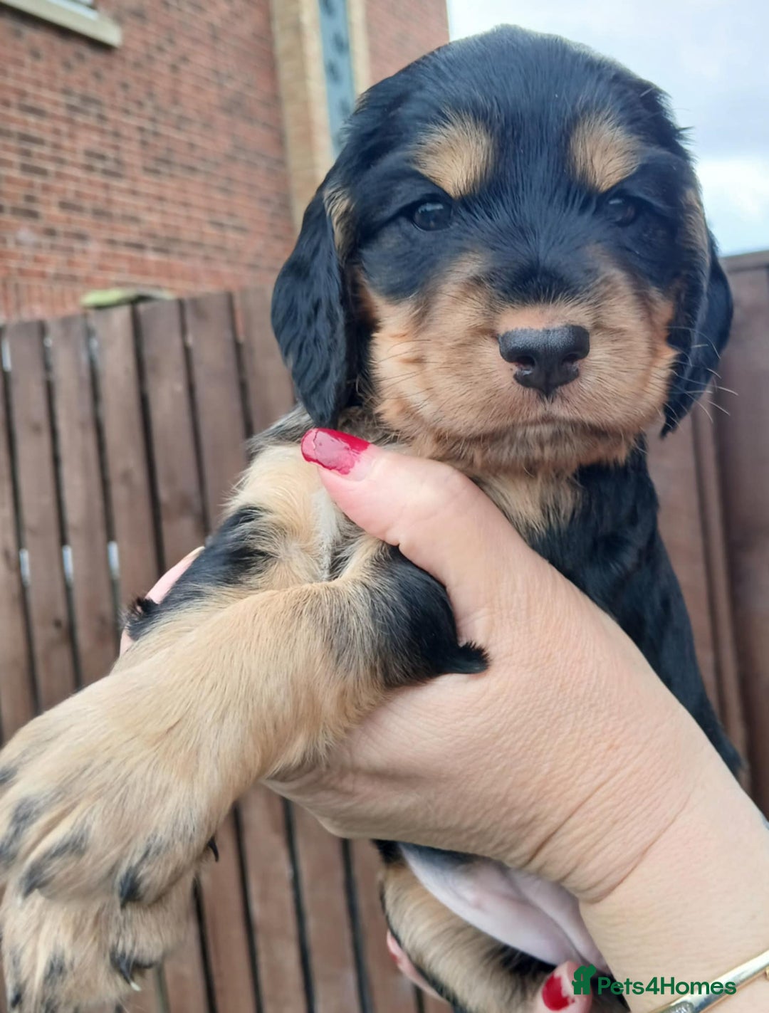 Cocker Spaniel dogs for sale: 3Beautiful show type cocker spaniels 💕♥️ 💙💕 - Image 15