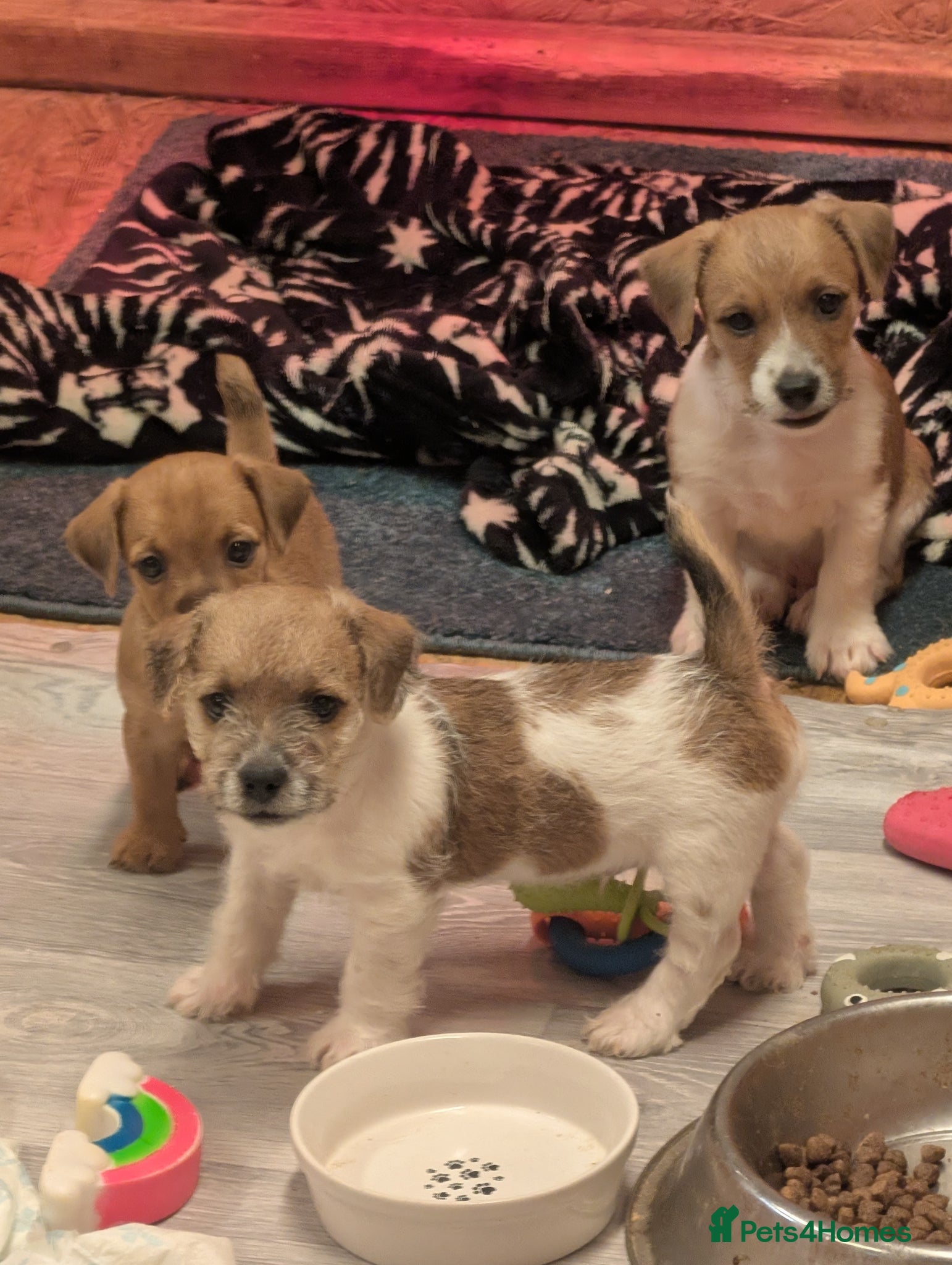 Mixed Breed dogs Boarder terrier x Jack Russell  - Advert 3