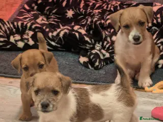 Mixed Breed dogs Boarder terrier x Jack Russell - Advert 2