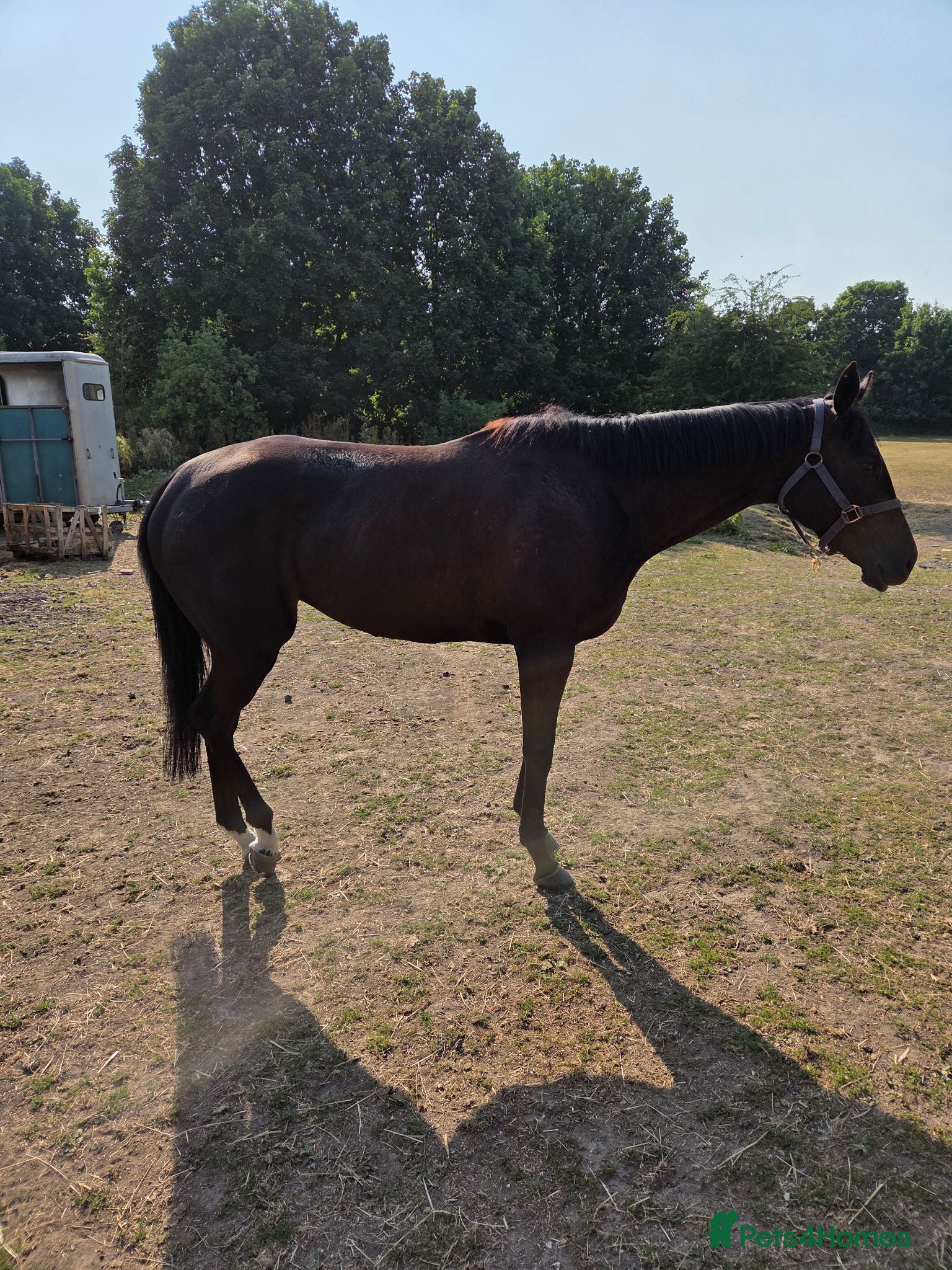 English Thoroughbred horses Two lovely thoroughbred  horses  - Advert 1