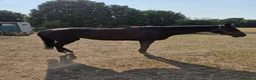 English Thoroughbred horses for sale: Two lovely thoroughbred Youngsters  - Advert 3