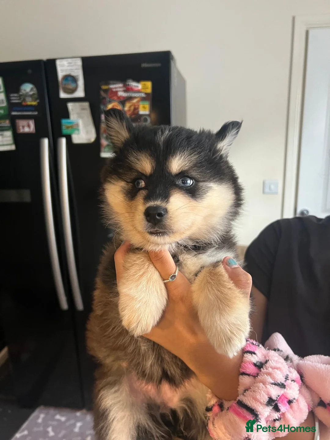 Pomsky dogs for sale: American Line Health Tested F4 Pomskys - Advert 40