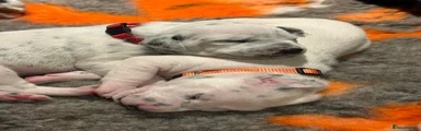 Dalmatian Puppy 2