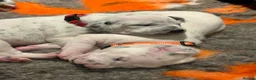 Dalmatian dogs for sale: Quality KC puppies in Beaminster - Advert 7
