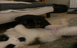 Rottweiler dogs for sale: Pedigree German chunky Rottweiler puppies  - Advert 35