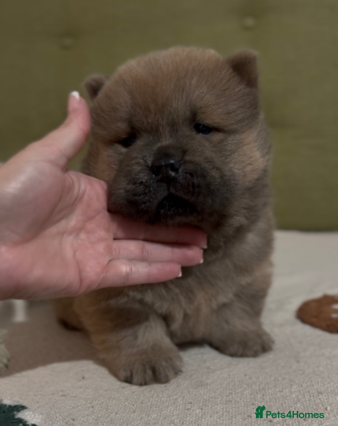 Chow Chow dogs for sale: Merle & blue bear faced Teddy chow chow puppies  - Advert 10