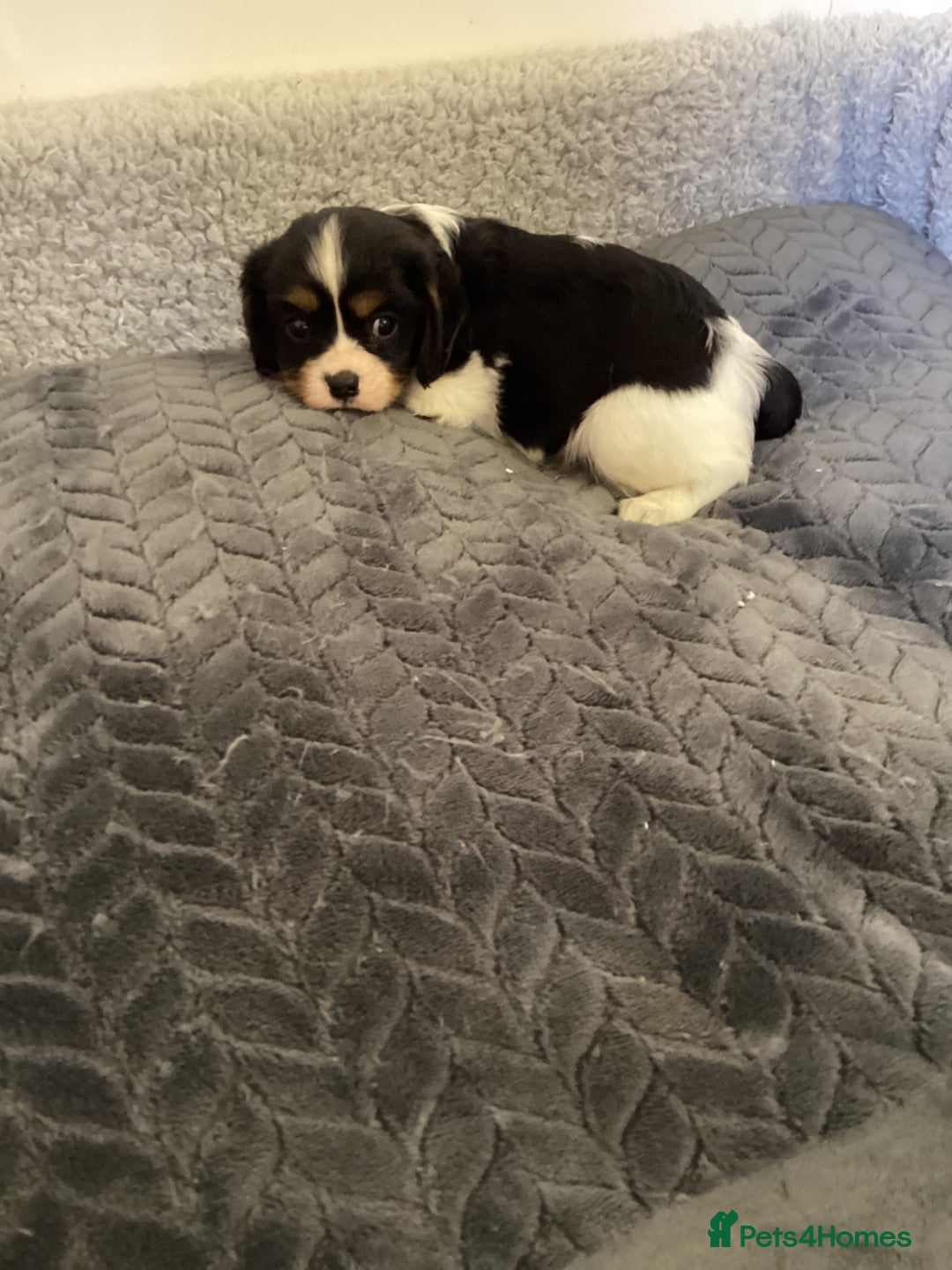 Cavalier King Charles Spaniel dogs for sale: Cavalier King Charles puppies  - Image 5