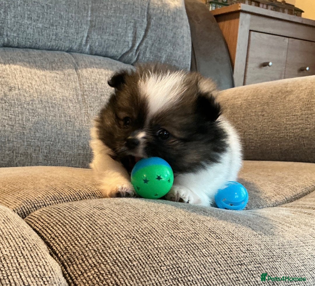 Pomeranian dogs for sale: Tiny toy size parti-Pomeranian 8 weeks ready now - Advert 6