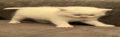 White Male British Shorthair Kitten 