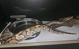 Python Snake reptiles for sale: 12 Rescue Royal Pythons For Sale - Image 5