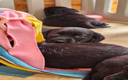 Labrador Retriever dogs for sale: 7 STUNNING BLACK LABRADOR PUPPIES - Image 9