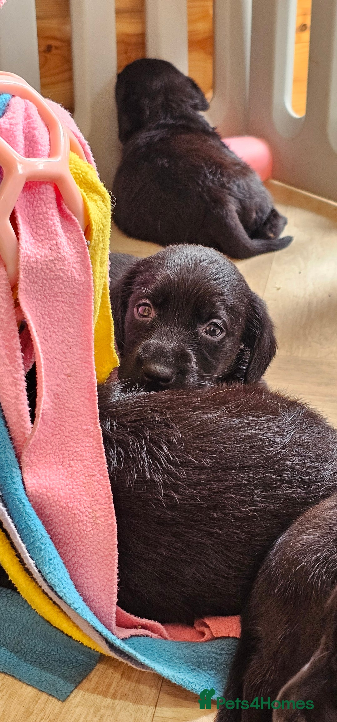 Labrador Retriever dogs for sale: 7 STUNNING BLACK LABRADOR PUPPIES - Image 9