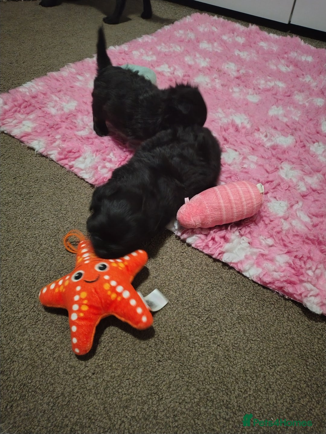 Mixed Breed dogs for sale: Beautiful male mixed breed puppy - Advert 4