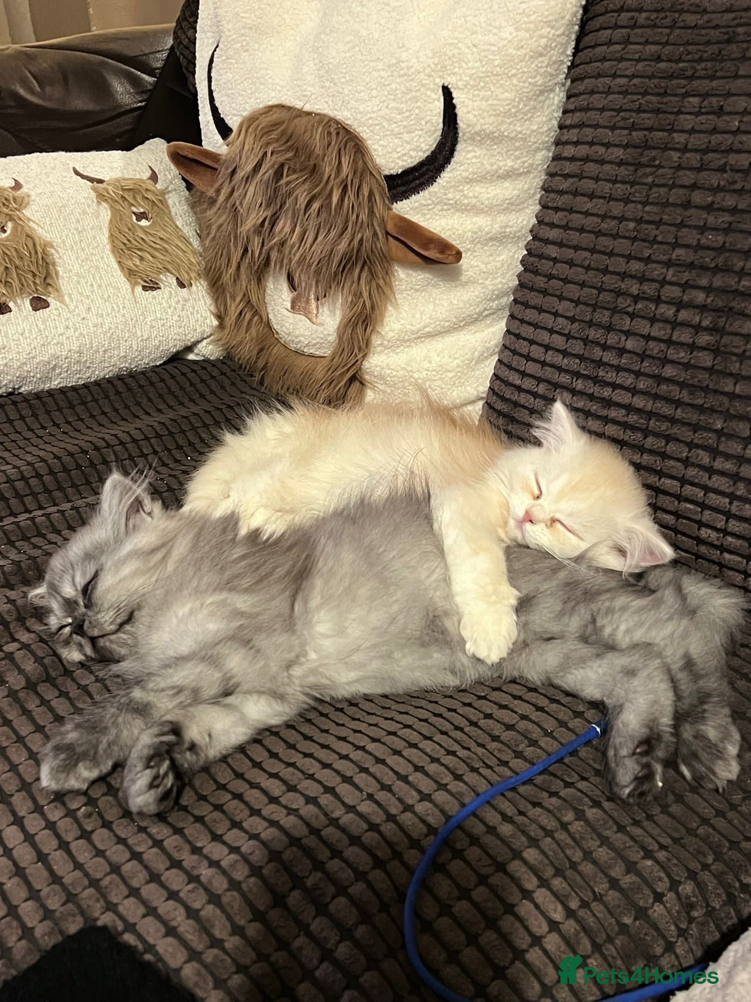 Persian cats 2 gorgeous, mischievous baby boys💙 - Advert 3